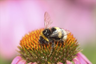 Buff-tailed Bumble Bee on Purple Coneflower (Echinacea purpurea), Germany (Bombus terrestris)