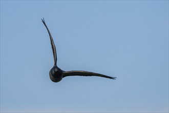 Brent Goose (Branta bernicla), bird in flight over Marshes at winter time