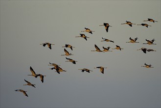 Crane (Grus grus) in flight, autumn crane migration, Mecklenburg-Western Pomerania, Germany, Europe