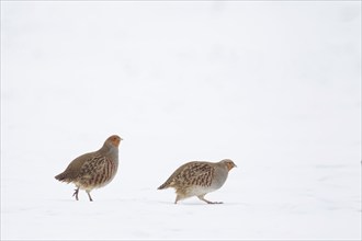 Grey or English partridge (Perdix perdix) two adult birds walking on a snow covered farmland field