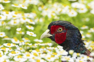 Common pheasant (Phasianus colchicus) adult male bird amongst daisy flowers, Suffolk, England,