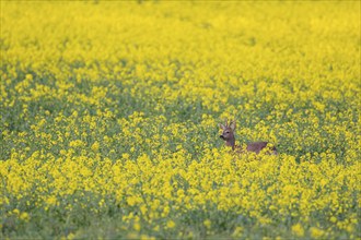 Roe deer (Capreolus capreolus) adult male buck in a summer farmland flowering rapeseed crop,