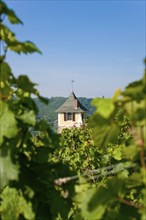 Not far from the Boselspitze, leaning towards the Elbe, is the vineyard known as the Rote Presse.