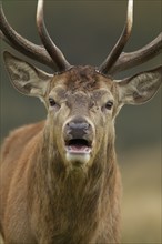 Red deer (Cervus elaphus) adult male stag roaring during the rutting season, Surrey, England,