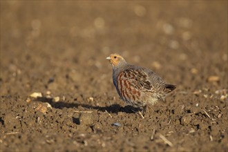 Grey or English partridge (Perdix perdix) adult bird on a ploughed farmland field, Suffolk,