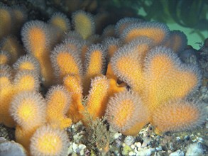 Dead man's fingers (Alcyonium digitatum), dive site Maharees Islands, Castlegregory, Co. Kerry,