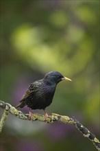 European starling (Sturnus vulgaris) adult bird on a tree branch, Suffolk, England, United Kingdom,