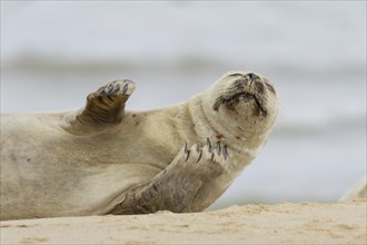 Common or Harbor seal (Phoca vitulina) adult on a coastal sandy beach, Norfolk, England, United