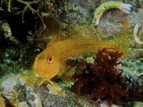 Variable blenny (Parablennius pilicornis), dive site Marine Protected Area Cap de Creus, Rosas,