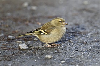 Common chaffinch (Fringilla coelebs), female sitting on the ground, Switzerland, Europe