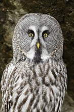 Great grey owl (Strix nebulosa), captive, Switzerland, Europe