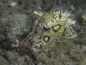 Sea snail spotted sea hare (Aplysia dactylomela) at night. Dive site El Cabron Marine Reserve,