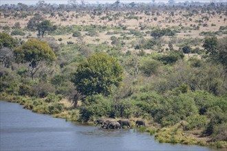 African elephants (Loxodonta africana), herd with young animals drinking at the Sabie River, Kruger