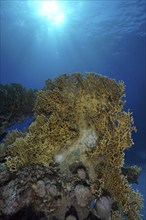 Net fire coral (Millepora dichotoma), net fire coral in backlight, dive site Sataya Reef, Red Sea,