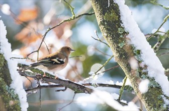 A common chaffinch (Fringilla coelebs), male, sitting on a branch in snowy bushes in frosty