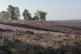 The Suhorn hut on the Wümmeberg during the heath blossom in the Lüneburg Heath nature reserve.