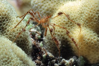 Reddish spider crab (Achaeus spinosus) with long thin legs running like a spider over polyps of