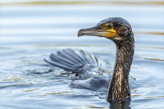 Great great cormorant (Phalacrocorax carbo) fishing in the water. Bas-Rhin, Collectivite europeenne