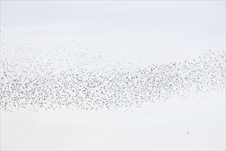 Common (Sturnus vulgaris) starlings fly together, in perfect symbiosis to protect themselves from