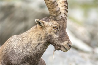 Ibex (capra ibex) in the rocky mountains of the Italian Alps. in the Gran Paradiso National Park.