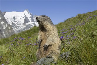 Alpine marmot (Marmota marmota) standing in front of the snow covered mountain Grossglockner, Hohe