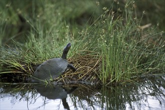 Serrated hinged terrapin (Pelusios sinuatus), African serrated mud turtle leaving the water, Kruger