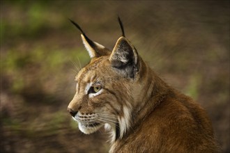 Eurasian lynx (Lynx lynx), northern lynx portrait, captive in Sababurg Zoo, Hofgeismar,