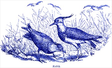 Two Lapwings, Hubertus Hunting and Hunting Scenes, Wild Animals, Grass, Birds, Worm, Feed, Eat,