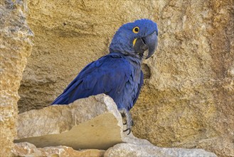 Hyacinth macaw, hyacinthine macaw (Anodorhynchus hyacinthinus) on rock ledge in cliff face, parrot