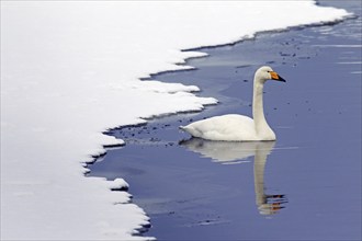 Whooper swan (Cygnus cygnus) swimming in winter