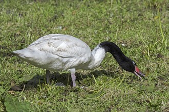 Black-necked swan (Cygnus melancoryphus) native to South America grazing grass in meadow