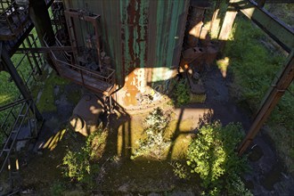 Industrial nature in the disused industrial plant Phoenix West in the district of Hörde, Dortmund,