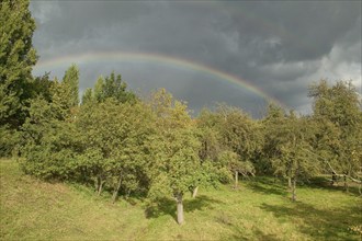 Rainbow over the orchards of Kötzschenbroda