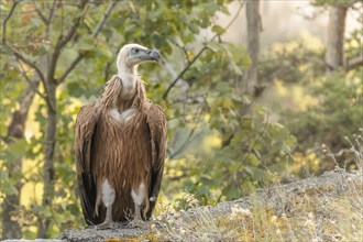 Young Griffon Vulture (Gyps fulvus) found on the ground having left its nest the first time.