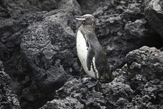 Galapagos penguin (Spheniscus mendiculus) on lava beach, Floreana island, Galápagos Islands,