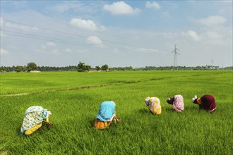 TAMIL NADU, INDIA, FEBRUARY 13, 2014: Unidentified Indian women harvests rice in the paddy field.