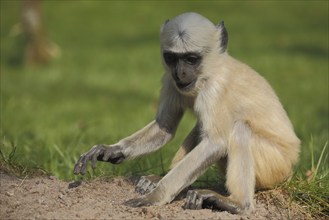 Northern plains gray langur (Semnopithecus entellus), young, ground, captive