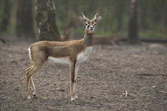 Blackbuck (Antilope cervicapra), captive