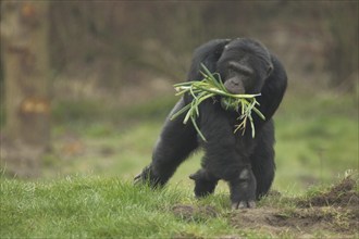 Common (hominidae) chimpanzee (Pan troglodytes), food, mouth, apes, anthropoidae, catarrhines