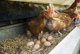 Chickens and eggs, organic farming, Freudenstadt, Black Forest, Baden-Württemberg, Germany, Europe