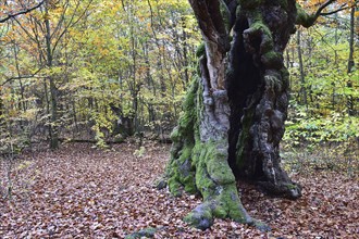 Old beech in a beech forest, Germany, Europe