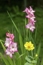 Sword lilies (Gladiolus), Kiel, Schleswig-Holstein, Germany, Europe