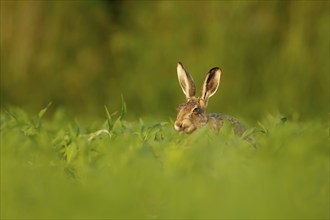 European brown hare (Lepus europaeus) adult animal in a farmland maize crop, Norfolk, England,