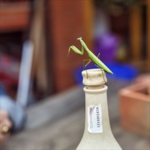 Praying mantis (Mantis religiosa) sitting on cork, bottle neck, Spain, Europe