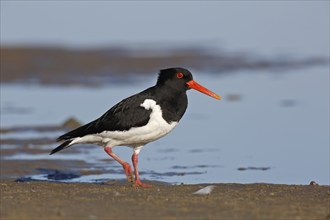 Eurasian oystercatcher (Haematopus ostralegus), adult bird walking in the mudflats, Lower Saxony