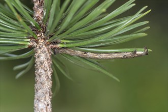 Caterpillar of the diamondback moth (Peribatodes rhomboidaria), imitating a small branch for