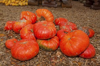 Pumpkins (Cucurbita) (Cucurbitaceae) are a genus of plants in the gourds . Five species are