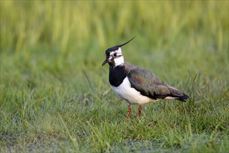 Northern lapwing (Vanellus vanellus), in a wet meadow, Dümmer, Lower Saxony, Germany, Europe