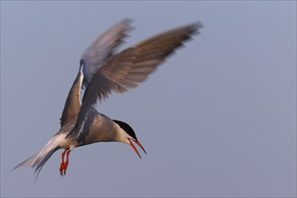 Common Tern (Sterna hirundo), flight study, animal in flight, Lower Saxon Wadden Sea National Park,