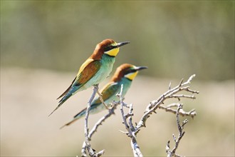 European bee-eaters (Merops apiaster) sitting on a branch, Spain, Europe